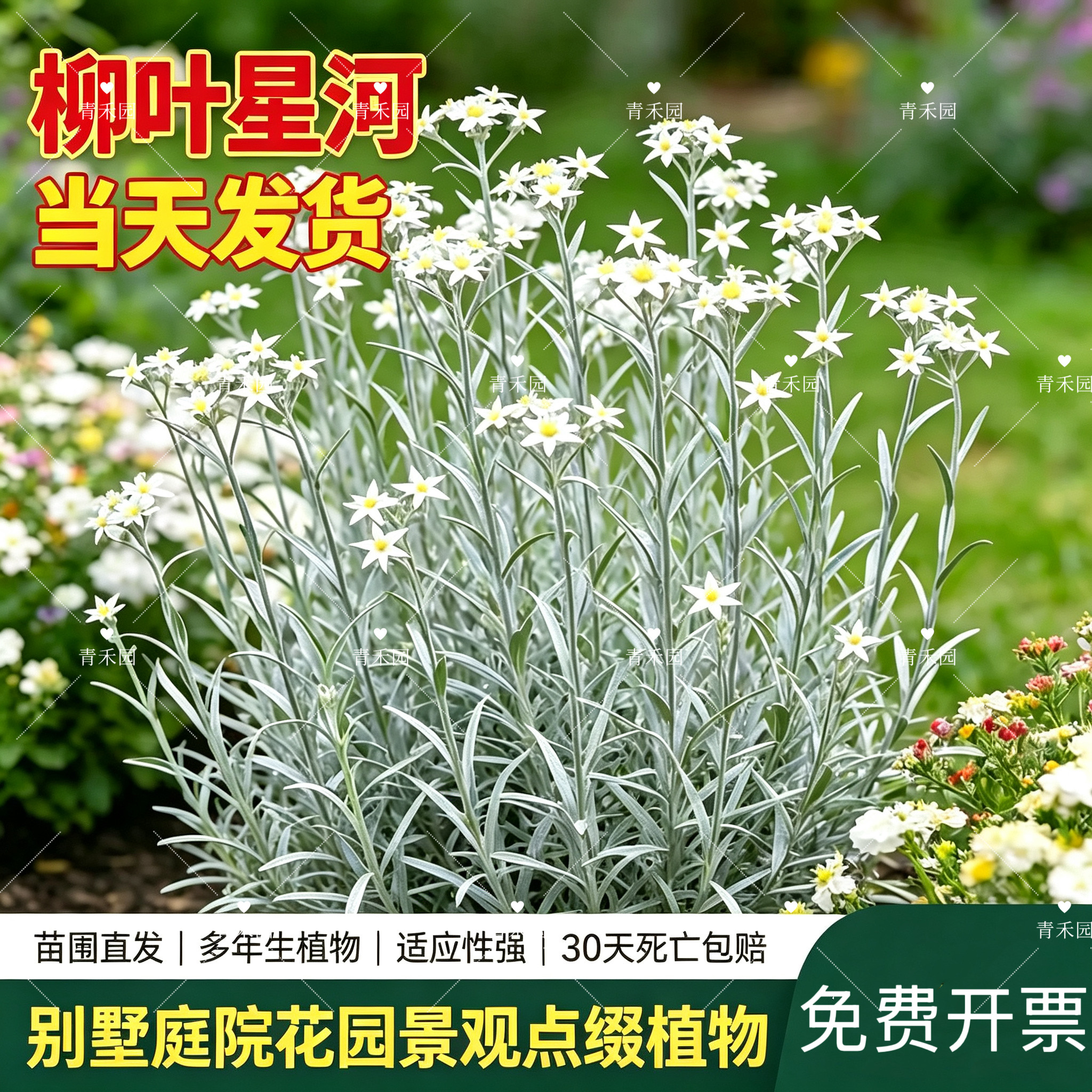 青禾园柳叶星河耐寒耐旱好养