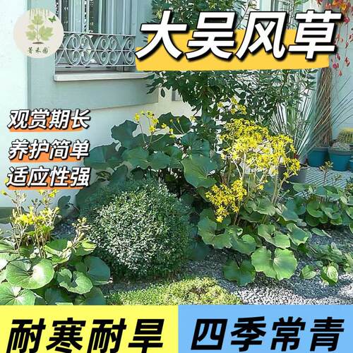 大叶吴风草盆栽四季常绿耐阴
