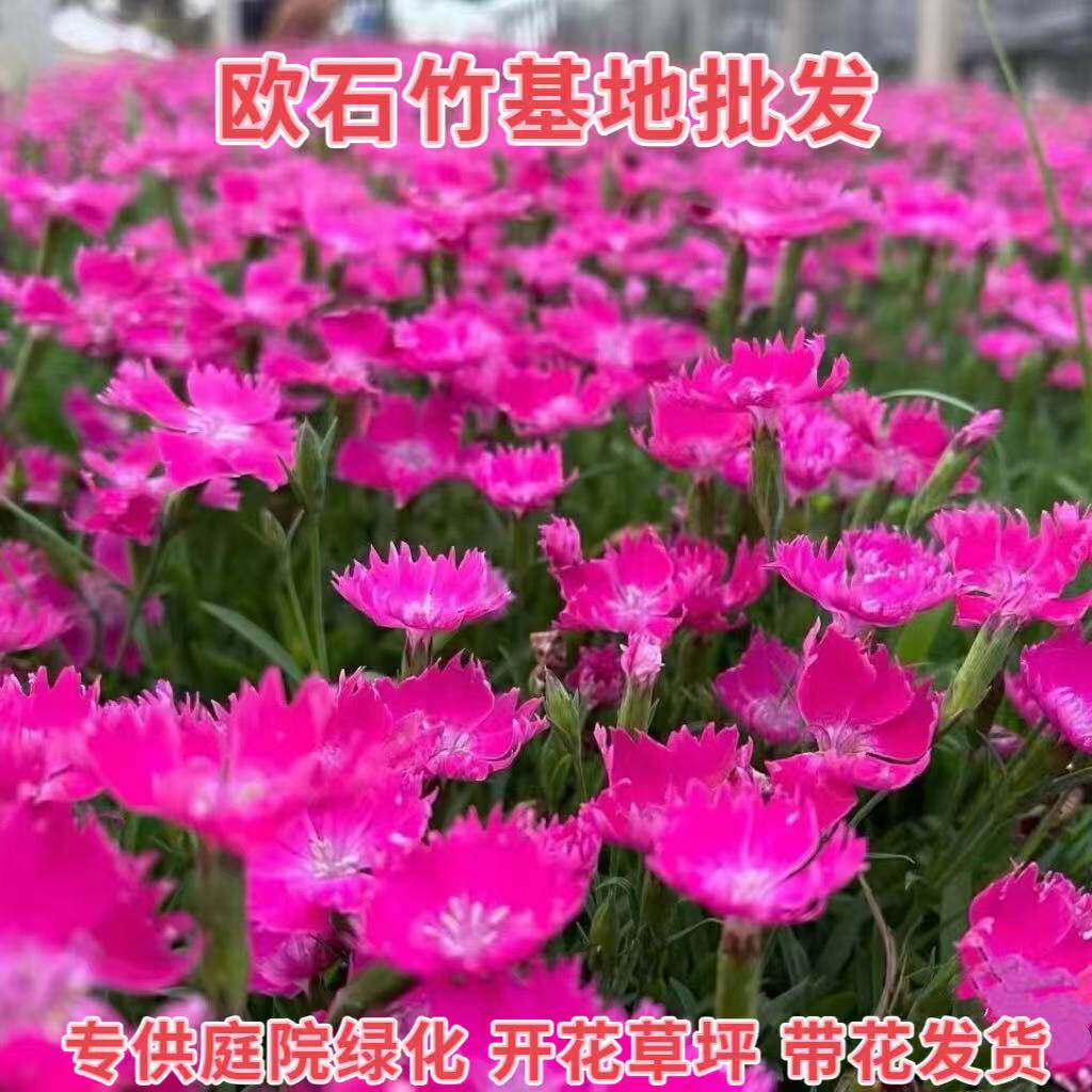 欧石竹花苗石竹花带花苞四季草皮室外草坪易活耐寒植物庭院花期长