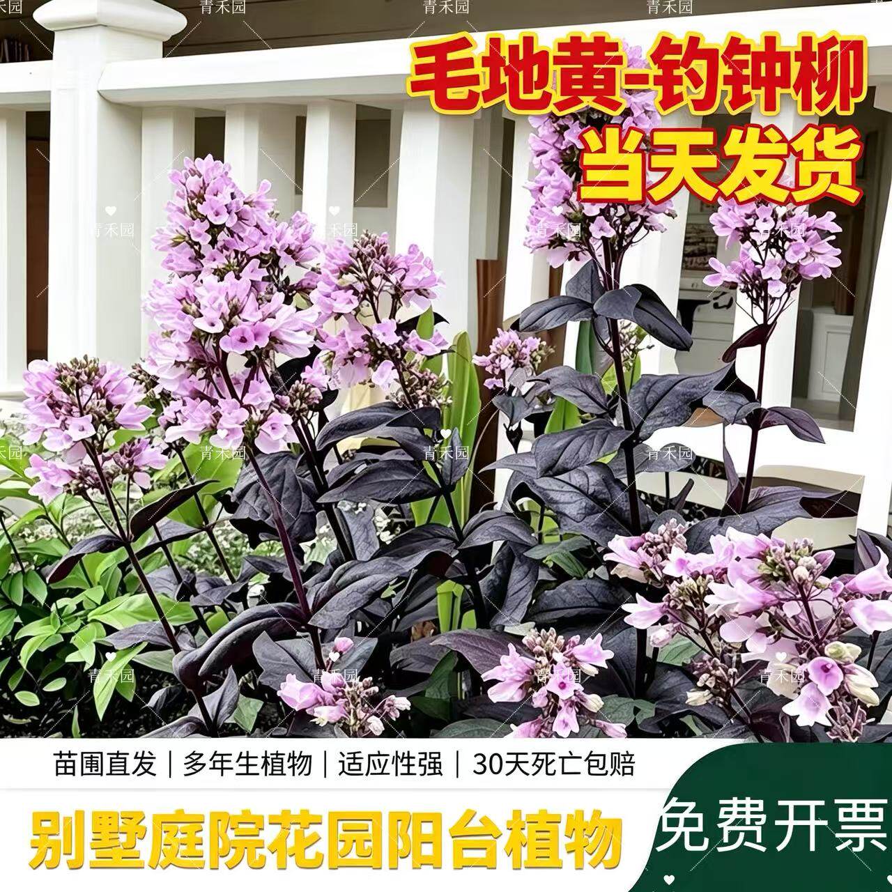 青禾园毛地黄吊钟柳耐寒耐旱盆栽