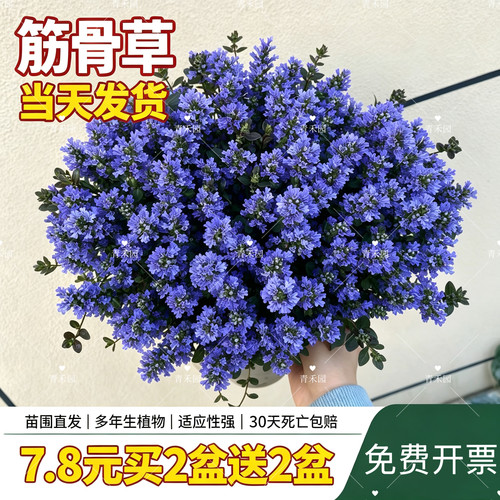筋骨草姬十二年生耐寒耐旱花境美