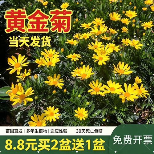 黄金菊四季常青多年生耐寒耐旱好