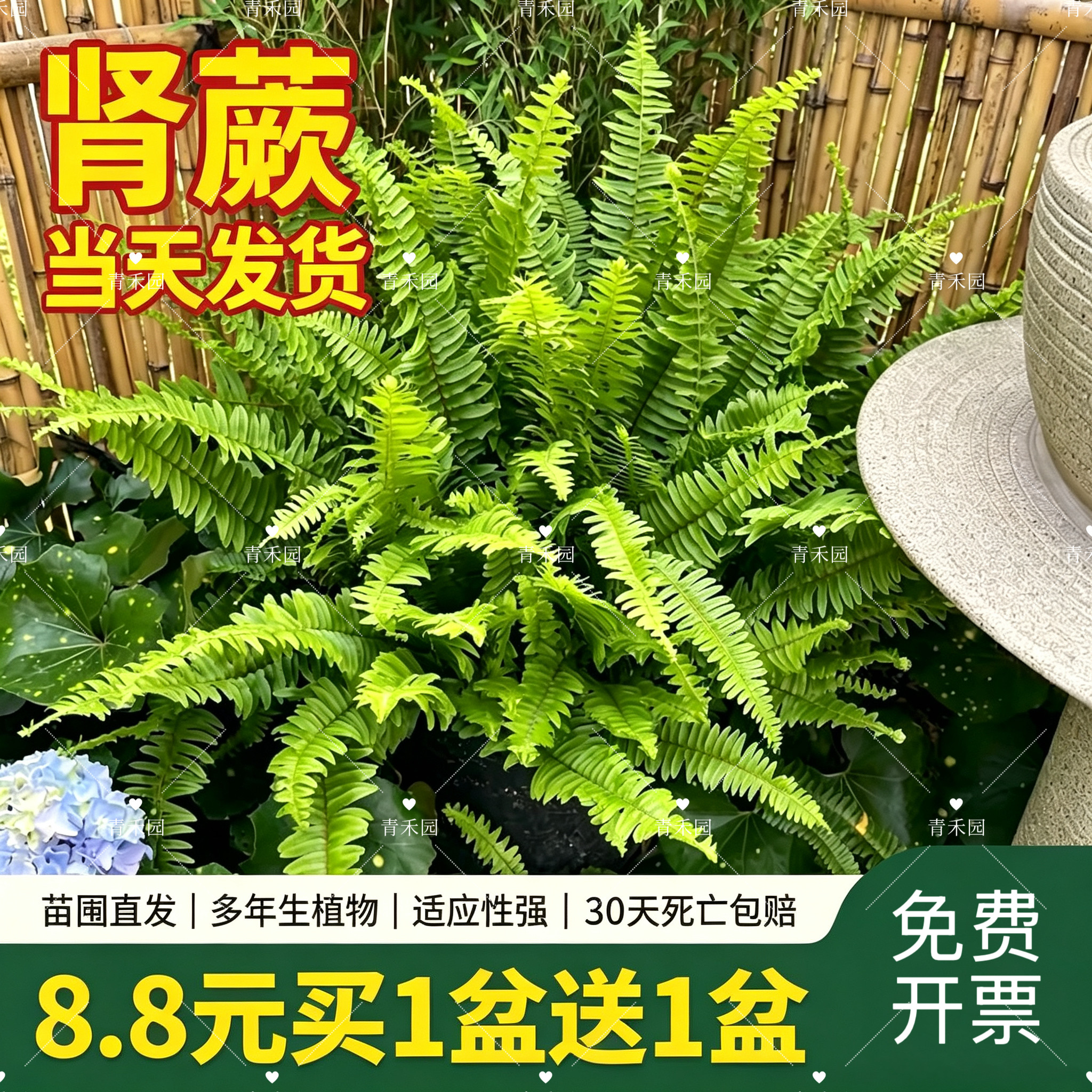 肾蕨盆栽彩虹蕨排骨草庭院造景