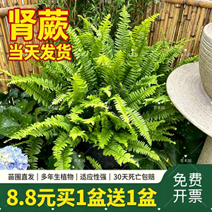 肾蕨盆栽彩虹蕨排骨草庭院造景