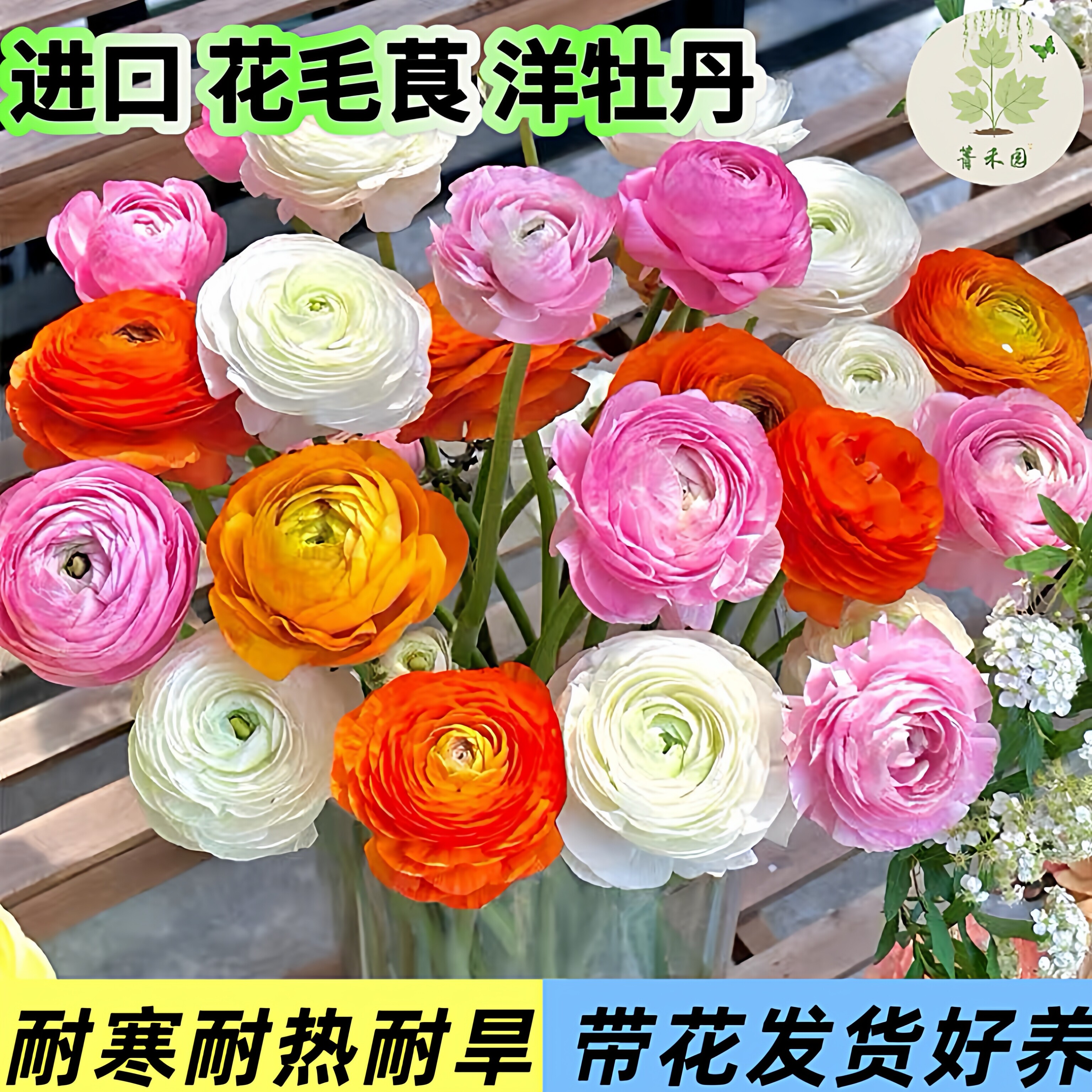 花毛茛带花苞阳台室内花卉植物