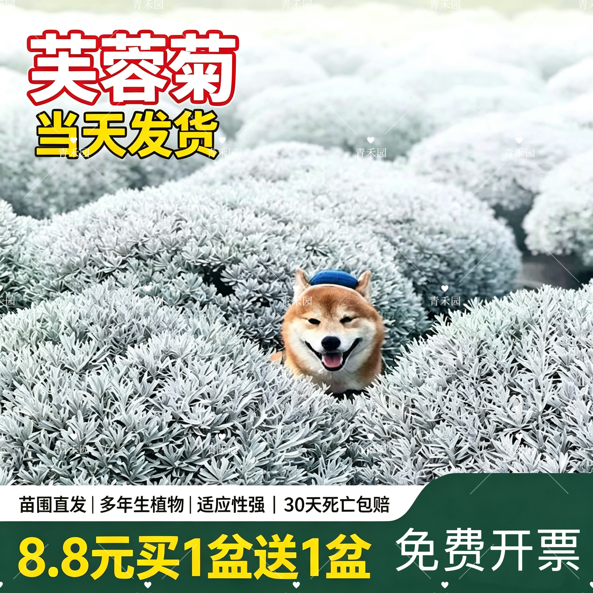 大苗盆栽多年生芙蓉菊四季可赏