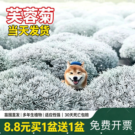 芙蓉菊大苗盆栽多年生宿根花中草药花卉耐寒耐热庭院花园四季可赏