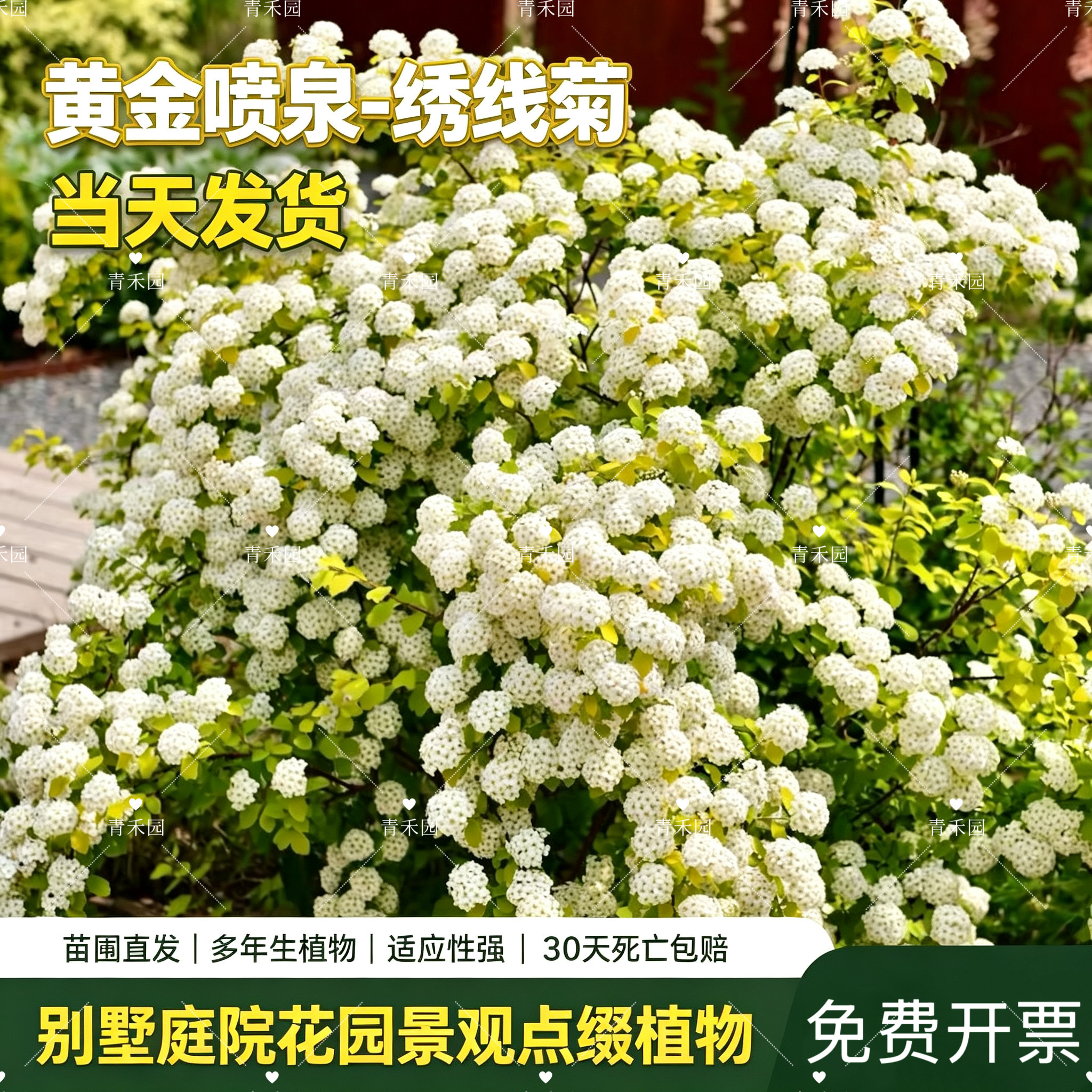 黄金喷泉绣线菊盆栽花镜花卉图片