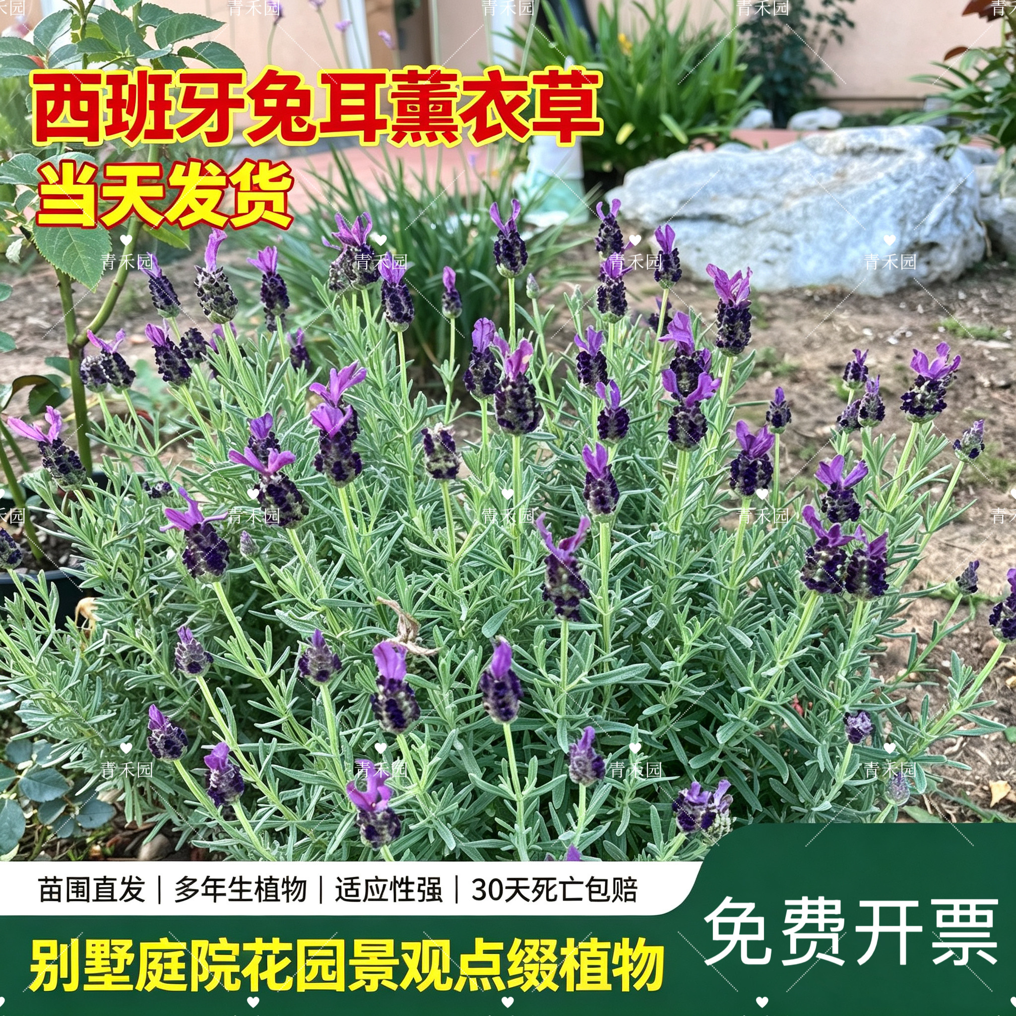 西班牙兔耳薰衣草室内驱蚊好养