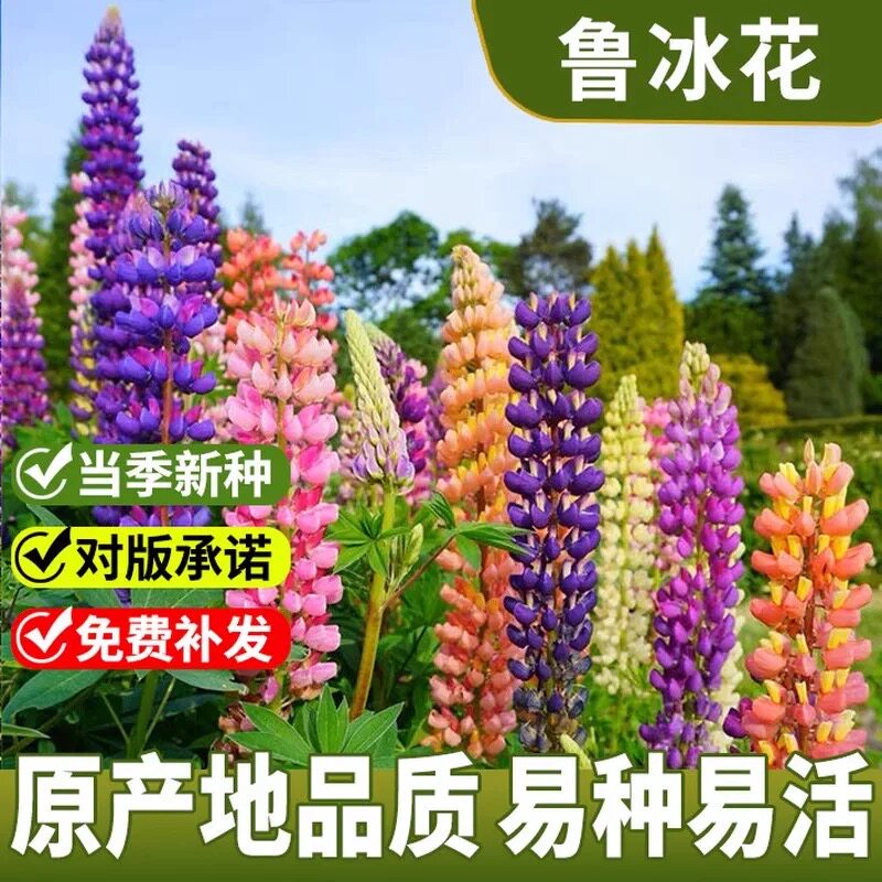 鲁冰花羽扇豆盆栽花苗喜阳耐寒阳台庭院观赏花卉多年生好养易爆花
