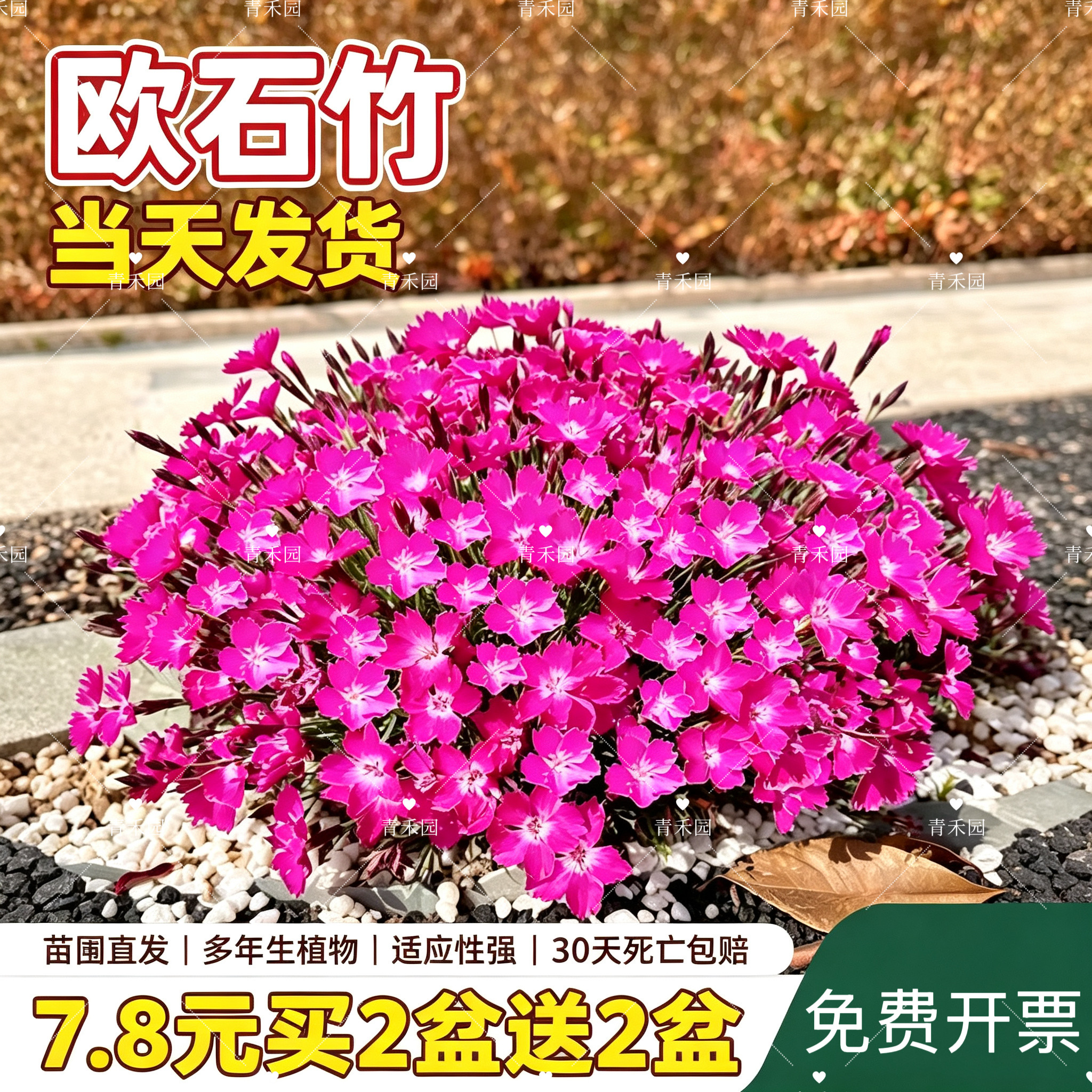 欧石竹花苗石竹花带花苞四季草皮室外草坪易活耐寒植物庭院花期长