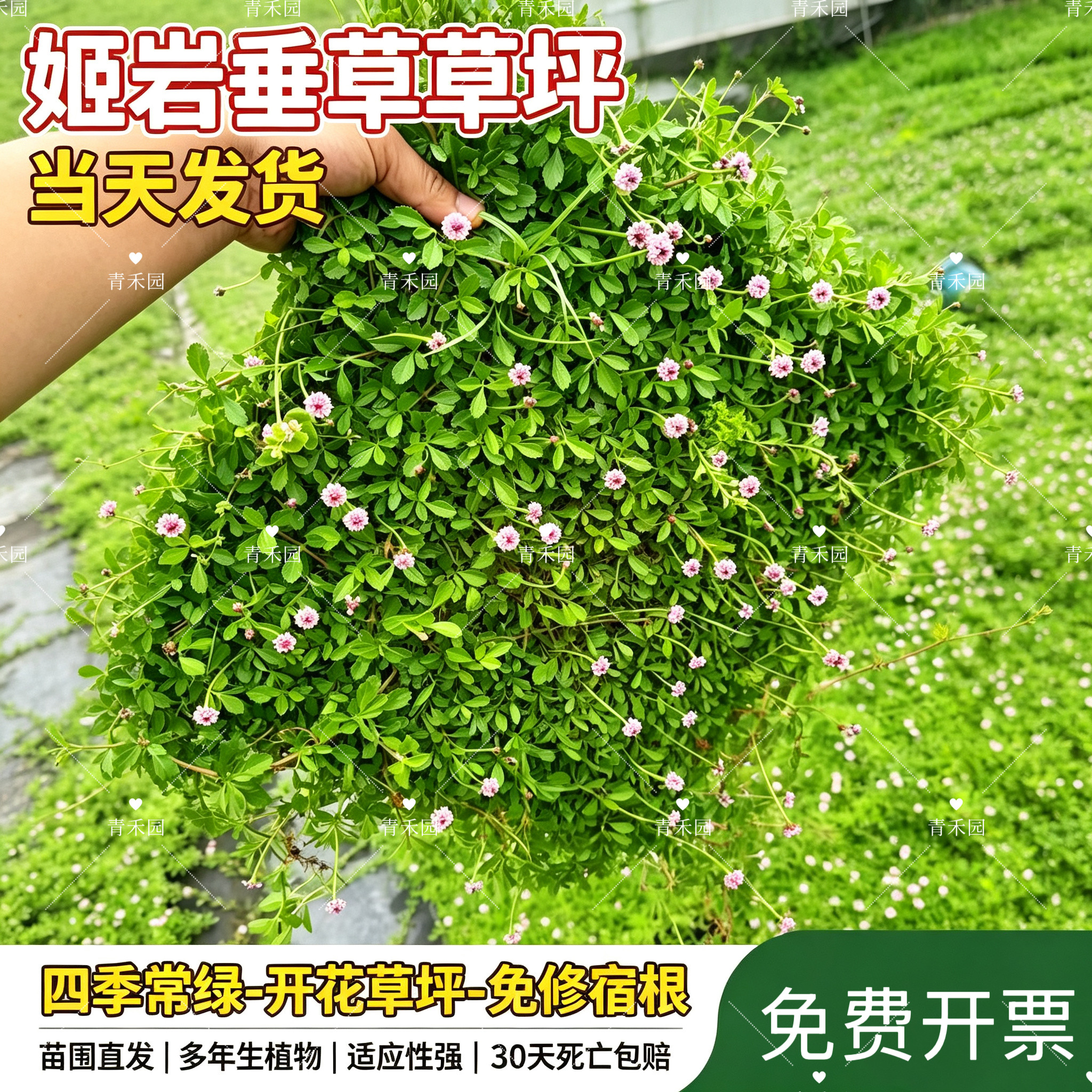 姬岩垂草草皮庭院绿化耐寒耐热