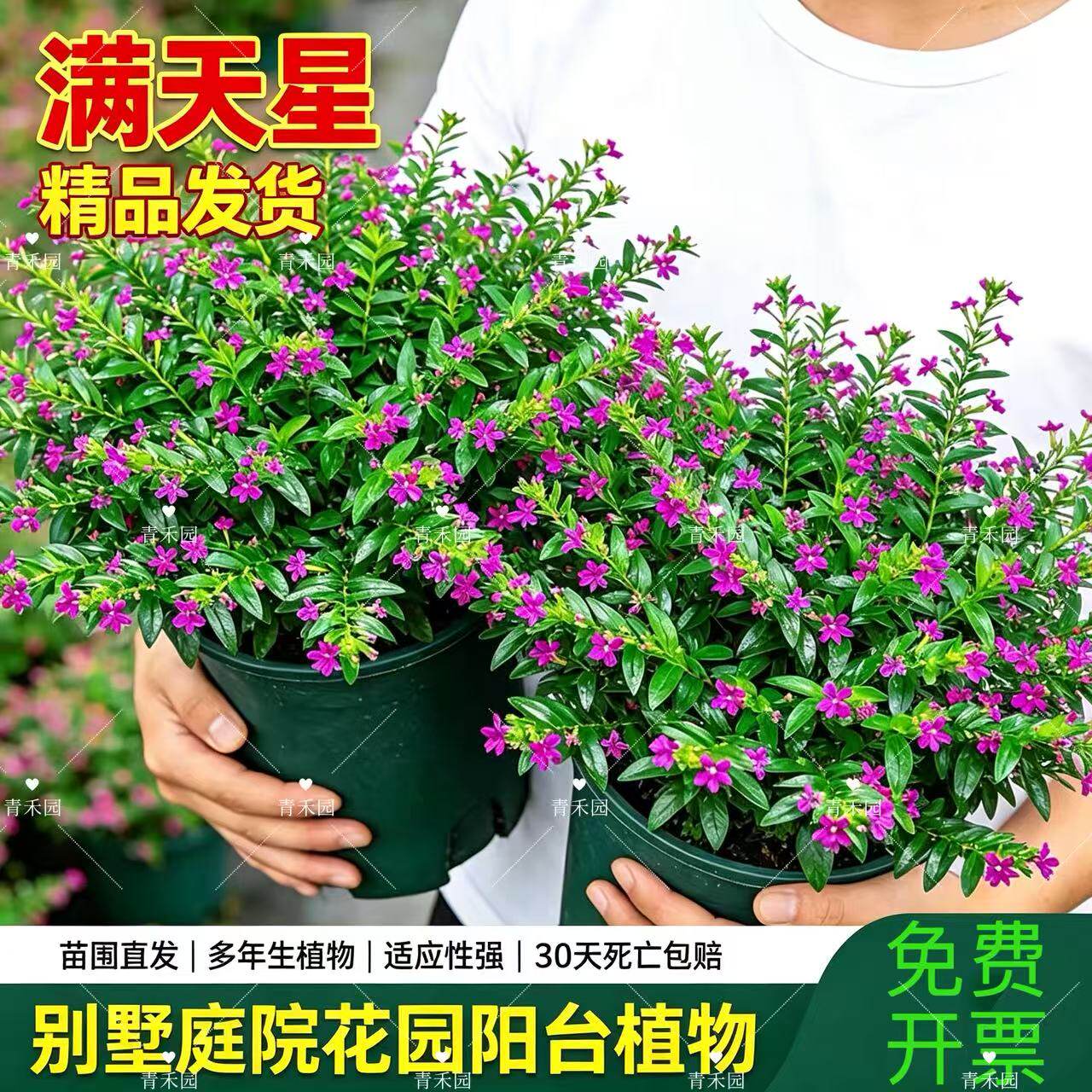 满天星盆栽大苗室内阳台带花苞