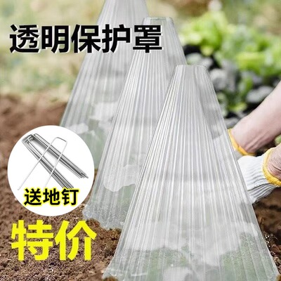 育苗透明塑料保护罩加厚加大防冻