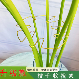 龟背竹支撑杆天堂鸟防倒伏支架春羽水培植物固定器园艺定型收拢架