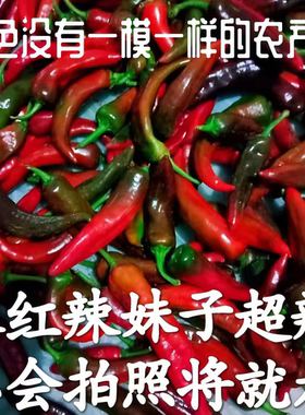 木红色辣妹子特辣紫青红辣椒现摘农家自种笨尖椒新鲜剁椒泡椒剁酱