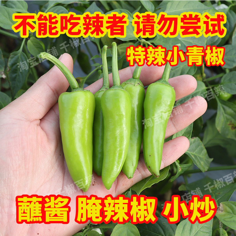 比小米椒辣几倍精选小黄椒小青椒