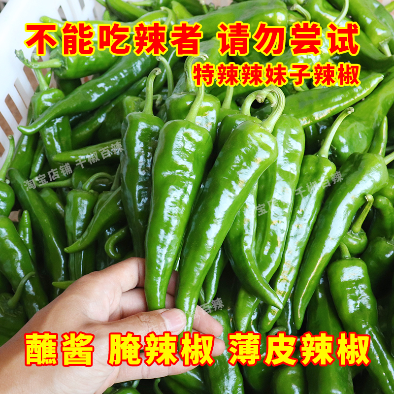 广东露天辣妹子辣椒新鲜辣椒青椒土虎皮腌制咸菜蔬菜农家现摘批发