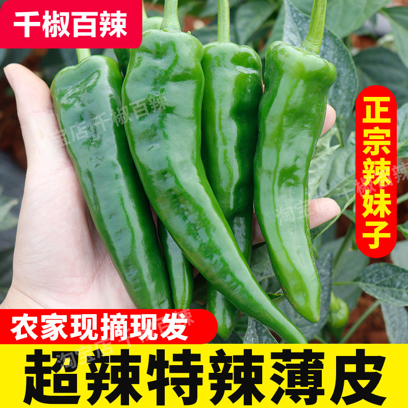 新鲜辣妹子青椒特辣薄皮