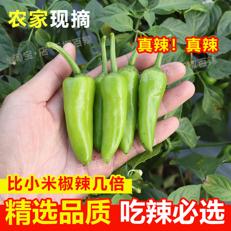 新鲜特辣青黄椒产地直发