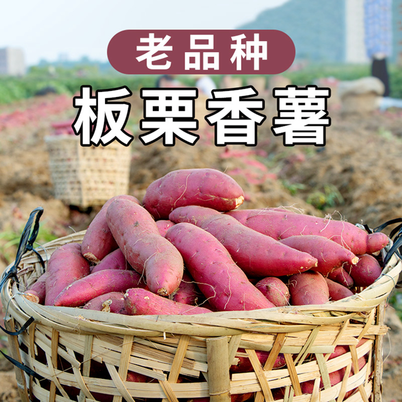临潼板票红薯产地紫薯老品种爆皮现挖迷你大番薯新鲜红著陕西板栗