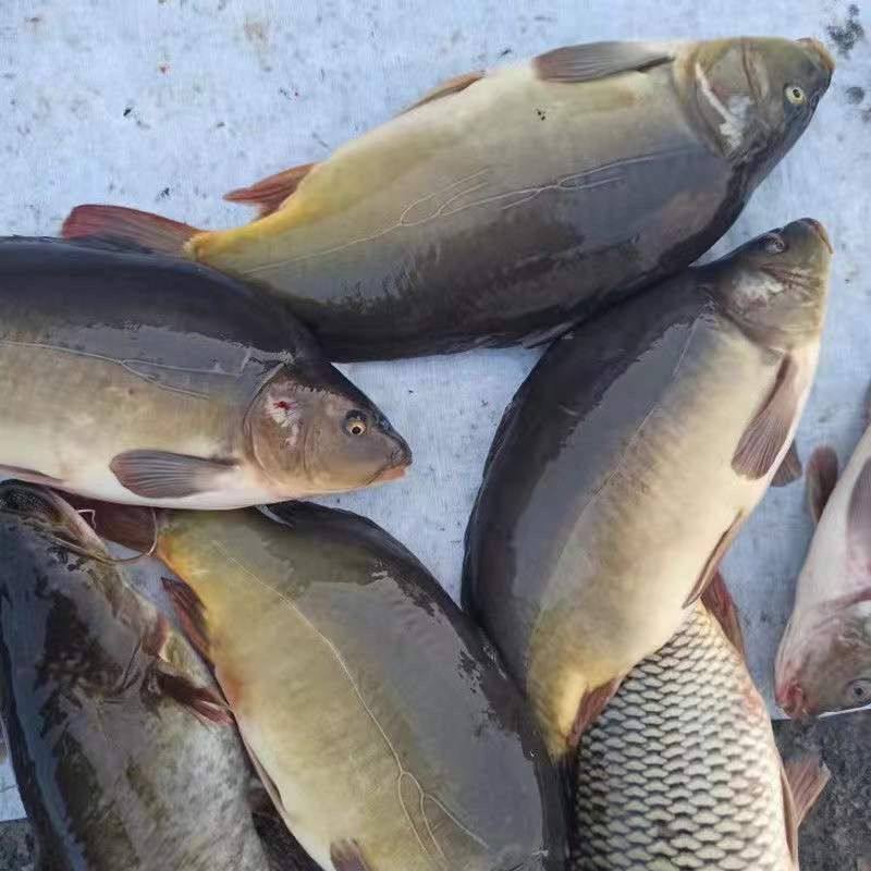 东北特产三道鳞鱼大鲤鱼鲤鱼 鲤拐子无磷鱼整条鱼淡水鱼真空包装