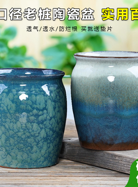 大口径老桩陶瓷花盆家用蝴蝶兰幸福树盆栽高颜值室内装饰摆件特价