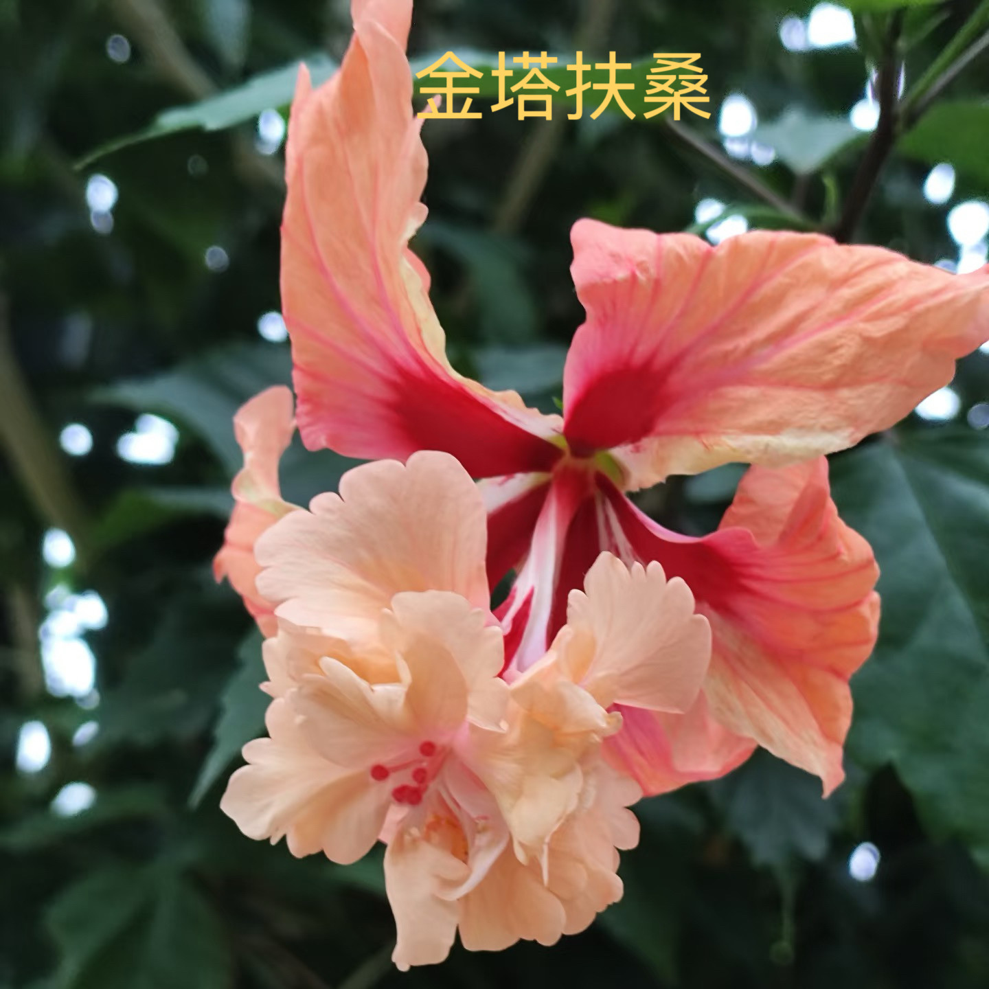 金塔扶桑花小苗
