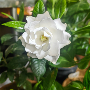 八重咲法莲栀子花浓香型净化空气爆款花卉绿植植物阳台四季常青