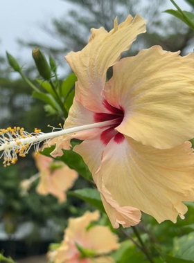 扶桑花卉黄色单瓣长芯花蕾扶桑花懒人植物耐活易种植庭院绿植阳台
