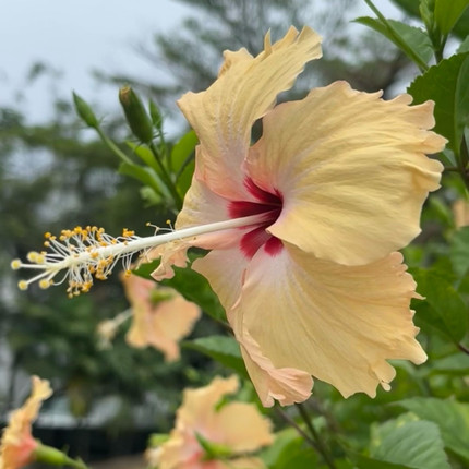 扶桑花卉黄色单瓣长芯花蕾扶桑花懒人植物耐活易种植庭院绿植阳台