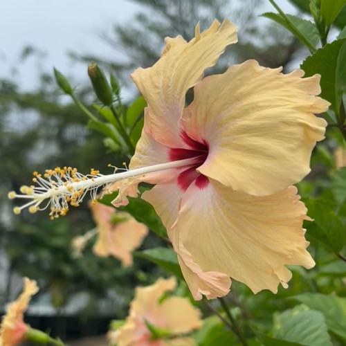 扶桑花卉黄色单瓣长芯花蕾扶桑花懒人植物耐活易种植庭院绿植阳台
