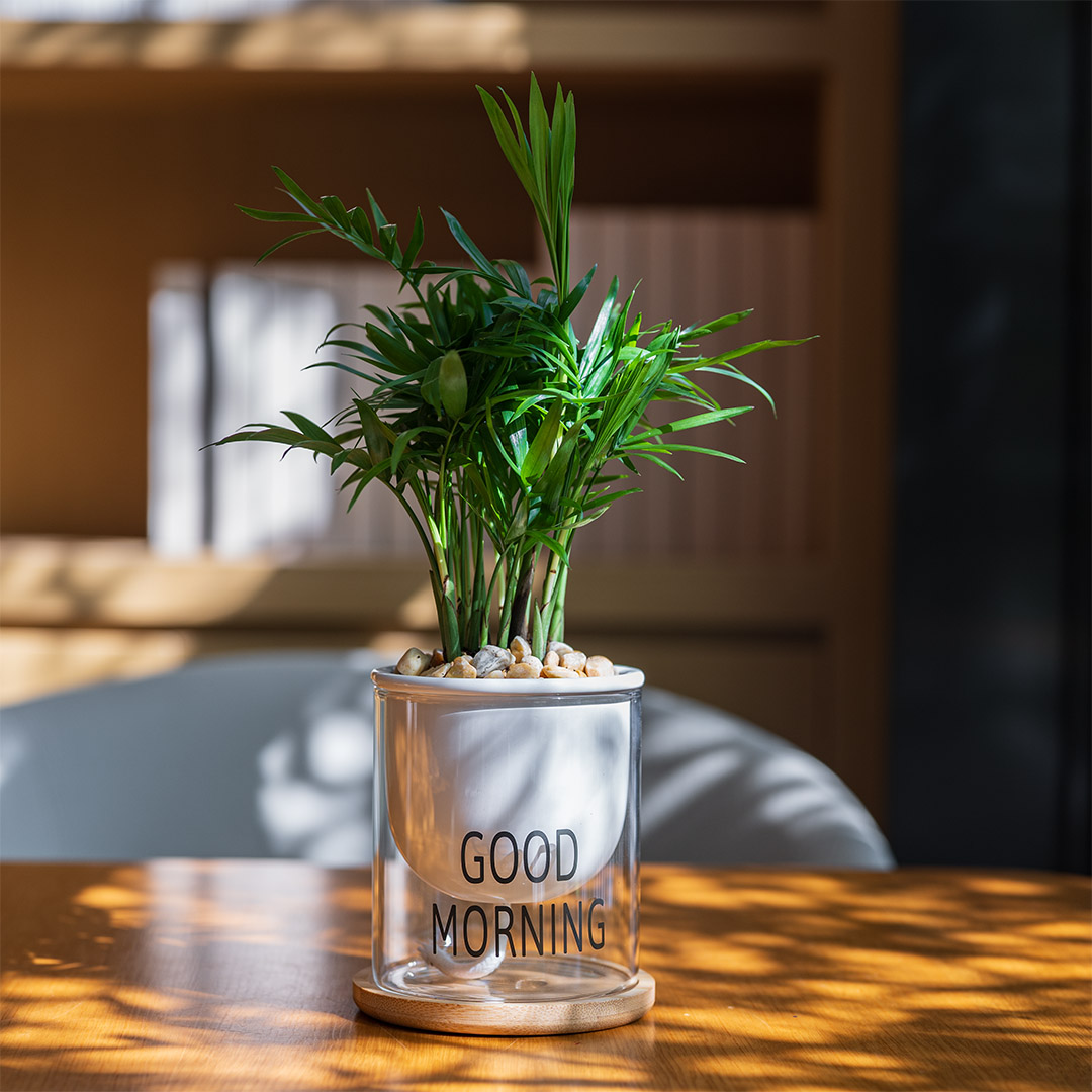 玻璃自吸水盆袖珍椰子小盆栽办公室绿植物清香员工礼物净化空气