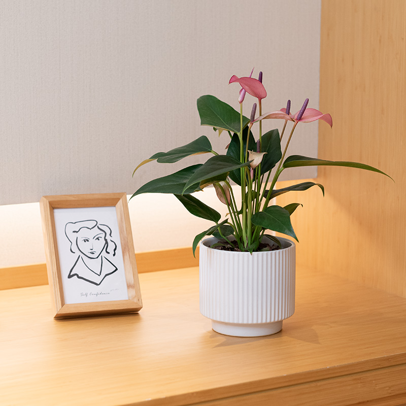 紫掌香妃客厅办公室净化空气好养