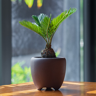 苏铁树办公室小绿植新中式盆景净化空气好养活紫砂花盆栽好养活礼