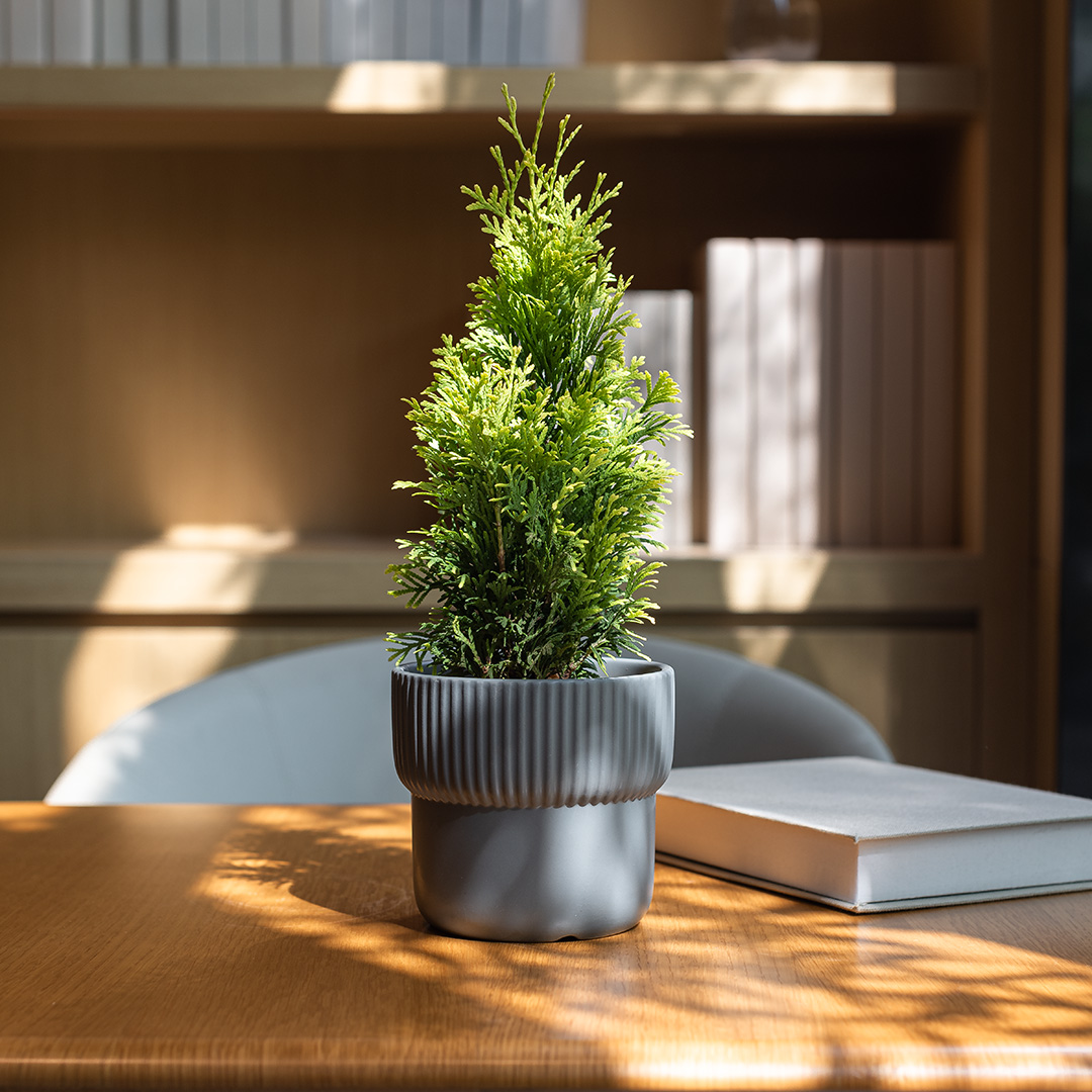 美国香柏窗台阳台净化空气好养活