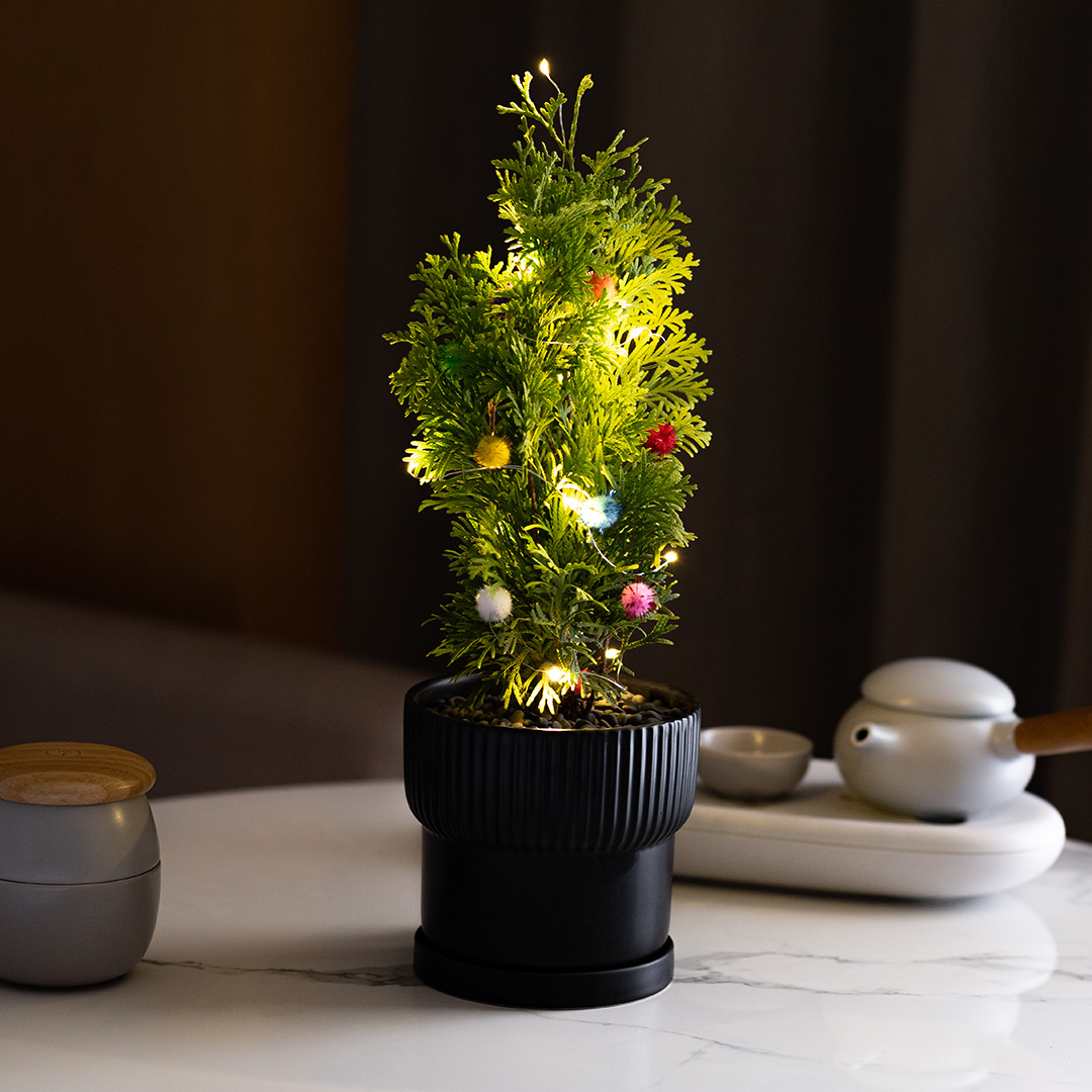 美国香柏办公桌窗台客厅好养