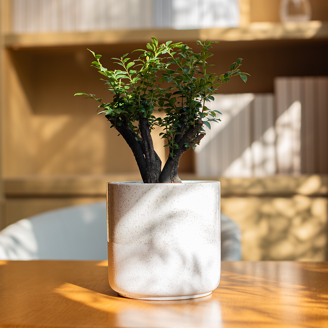 小叶紫檀盆栽好养活老桩树苗办公桌面室内绿植黑骨茶礼物四季常青