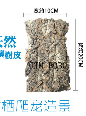 香槟树栖蜘蛛守宫空气凤梨造景
