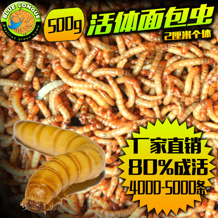 包邮活体大麦虫面包虫黄粉虫宠物蜘蛛蝎子饲料八哥守宫金龙鱼饲料,宠物/宠物食品及用品,爬虫/鸣虫食物,淘宝优惠券,粉丝福利购,淘宝优惠卷