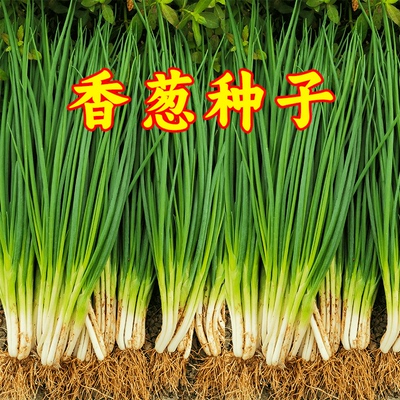 四季小葱香葱分葱种子籽良栽商店各种春天蔬菜种子厂家青菜孑大全