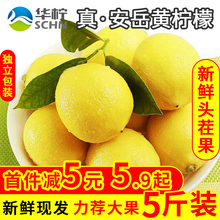 包邮 安岳黄柠檬新鲜水果皮薄多汁一二级非青香水鲜柠檬果5斤酸爽