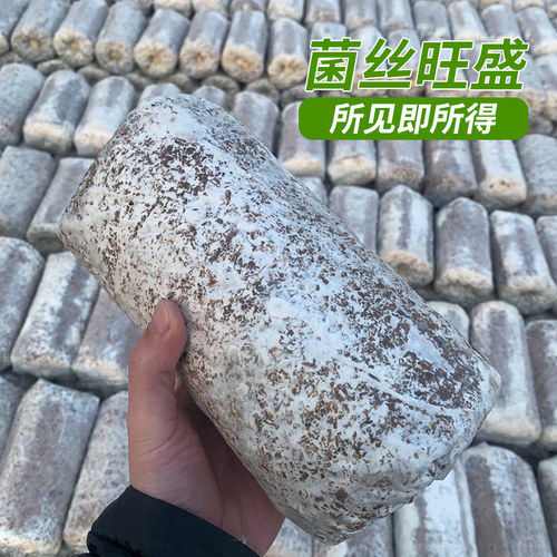 四季食用蘑菇种植包家庭种植