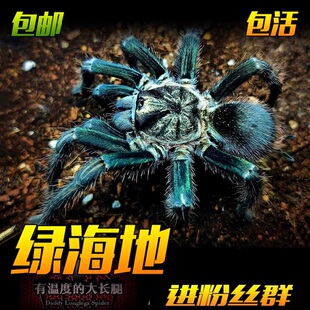绿海地PHO属新品种古巴圣地亚哥海地咖啡食鸟蛛宠物蜘蛛活体大型