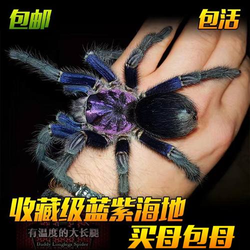 蓝紫海地食鸟蛛足展25厘米宠物蜘蛛咖啡活体高端品种收藏稀有粗壮
