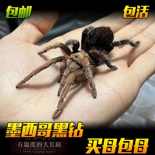 APH属墨西哥黑钻1-7厘米幼体活体宠物蜘蛛长寿温顺收藏级品种好养
