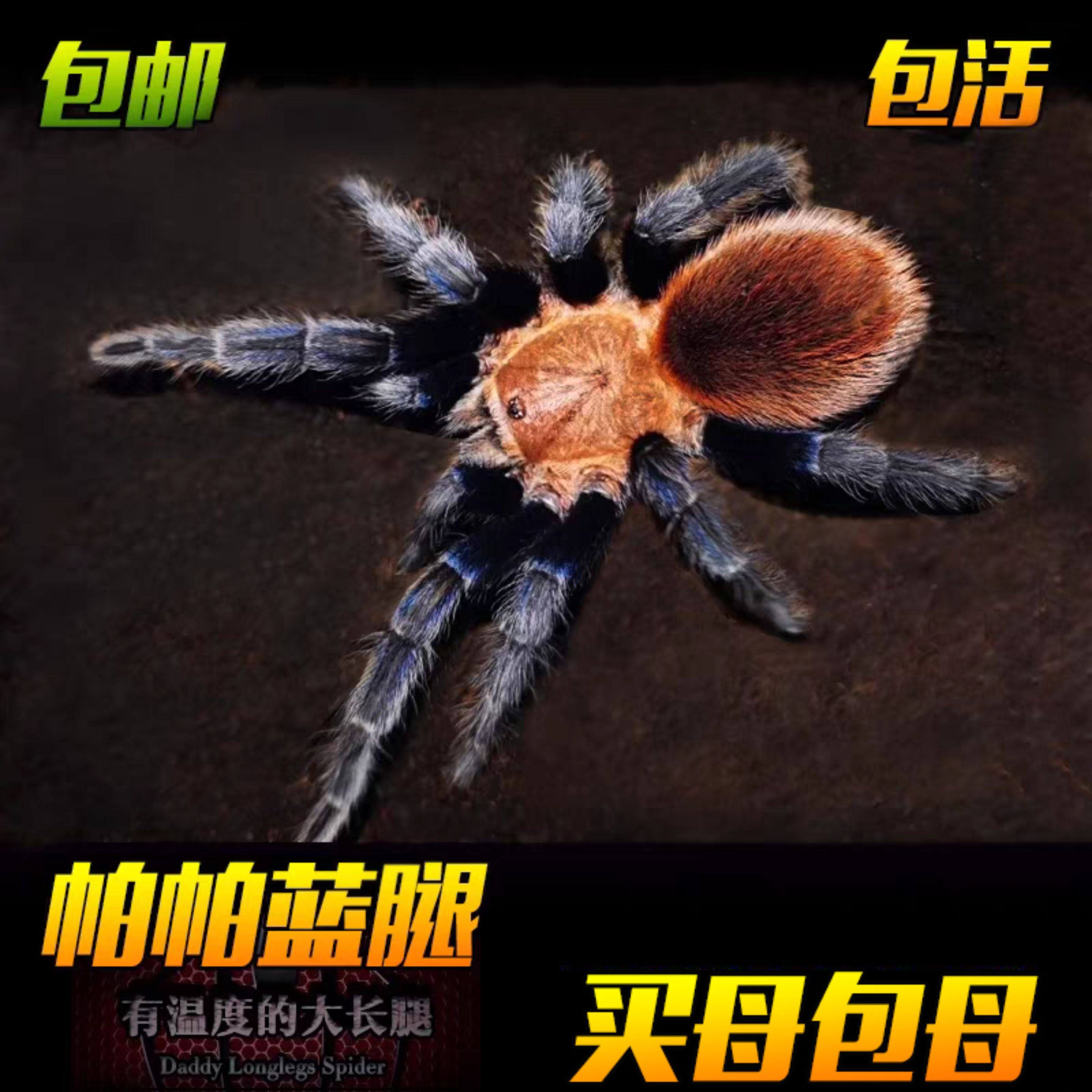帕帕蓝腿宠物蜘蛛温顺可上手好养稀有品种收藏级颜色漂亮捕鸟蛛