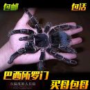 网红新手入门巴西所罗门蜘蛛宠物22厘米大型爬宠活体好养皮实粗壮