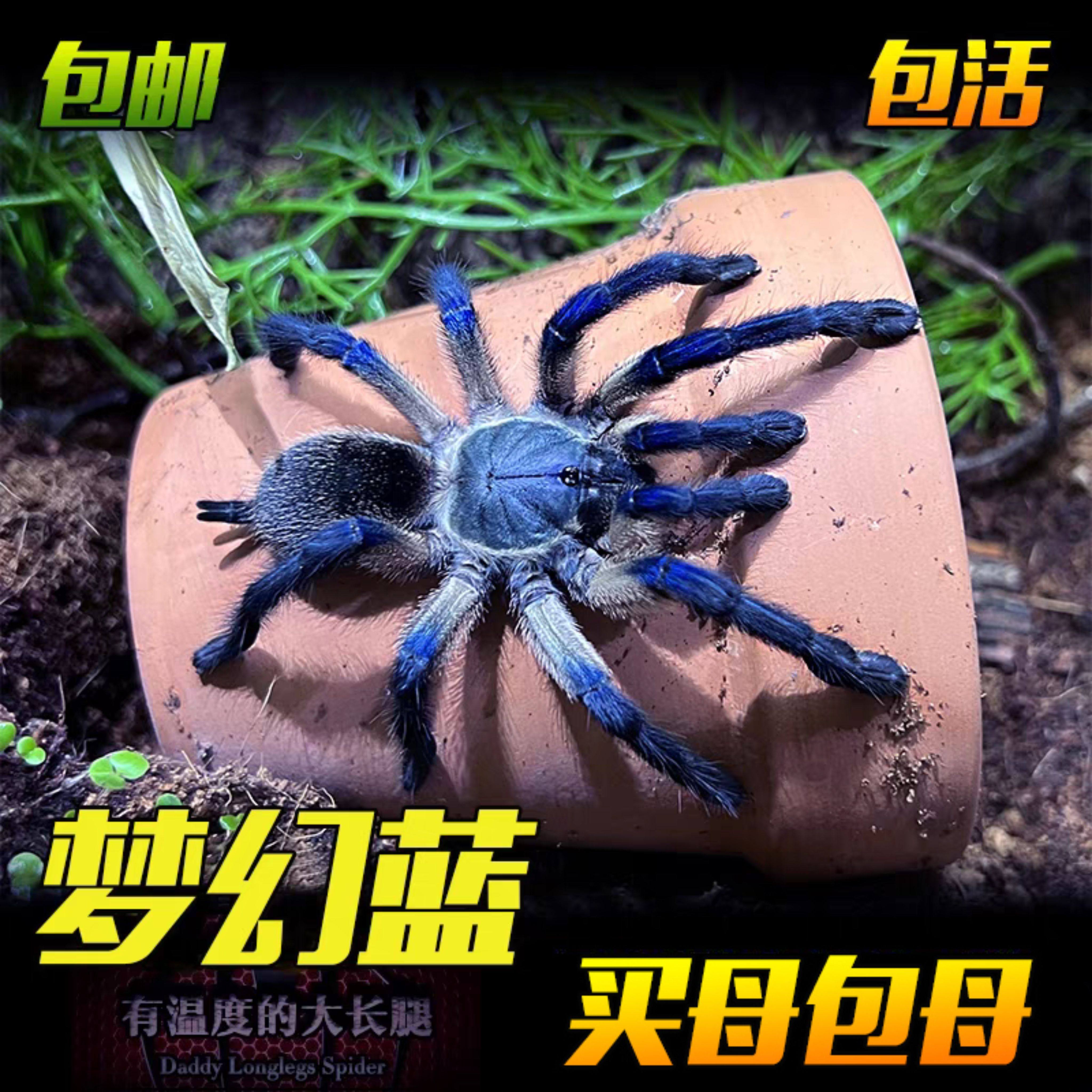 梦幻蓝腿巴布蜘蛛索科特拉蓝巴布可群养新手好养颜色漂亮宠物爬宠