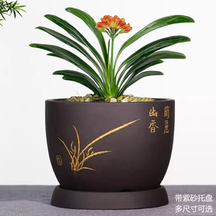 宜兴紫砂花盆君子兰花盆带托盘蝴蝶兰文心兰盆陶瓷家用绿植盆特价
